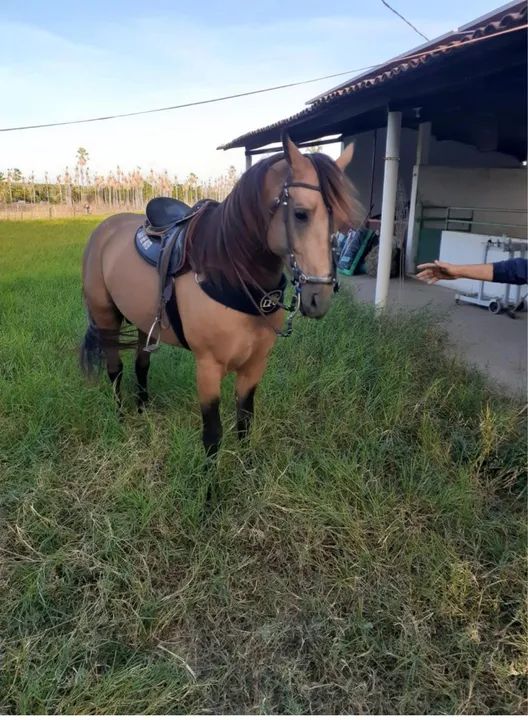 Cavalo de esquerda  - Foto 2