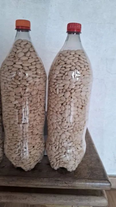 Fava branca em Garrafas Pet - Produção Rural - Foto 2