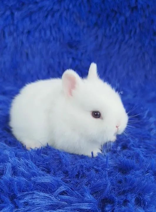 Anão Netherland (o menor do mundo *80