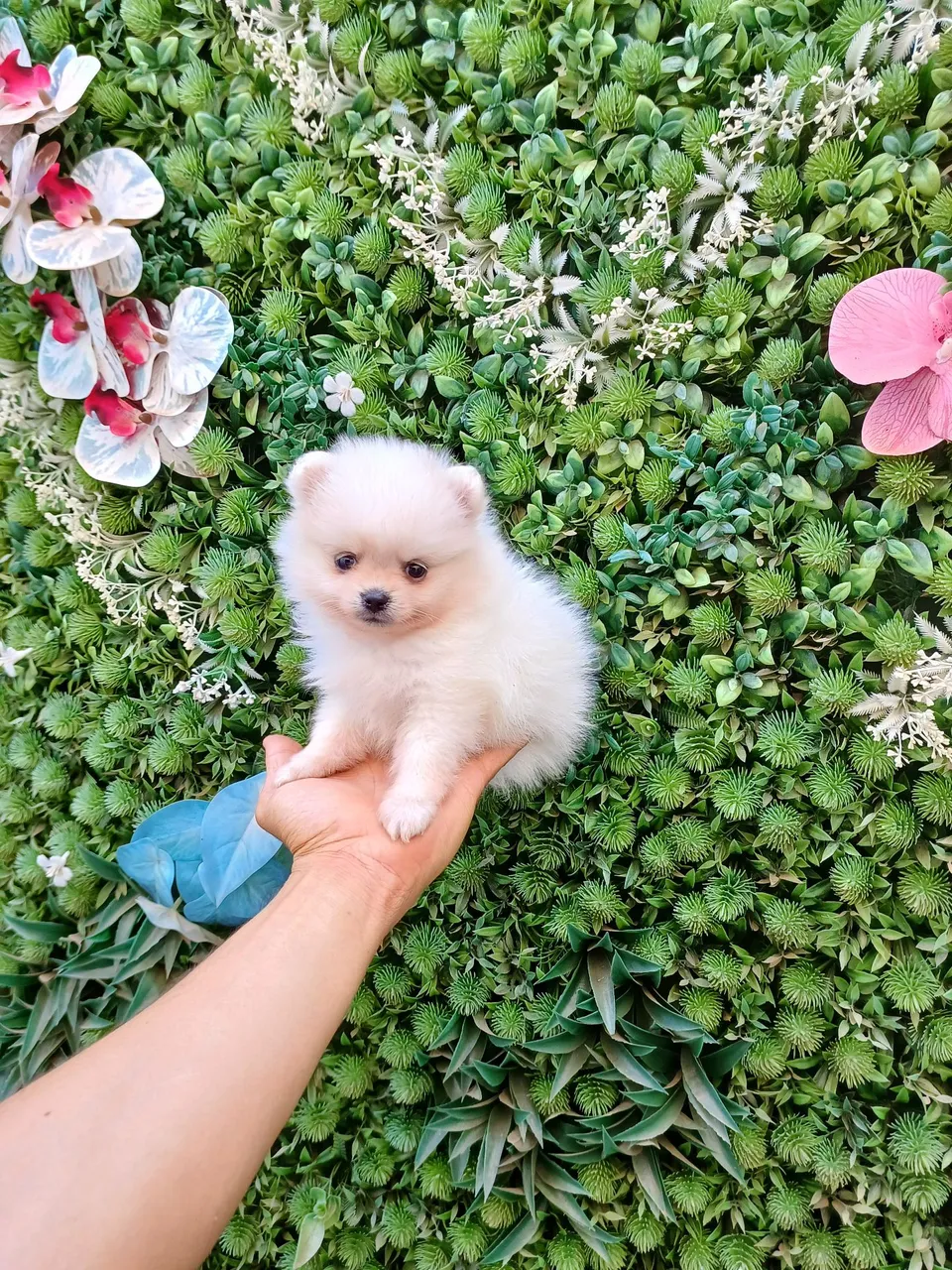 Spitz Alemão Anão Fêmea e Macho Disponível ( Lulu da Pomerânia Mini) URSINHO