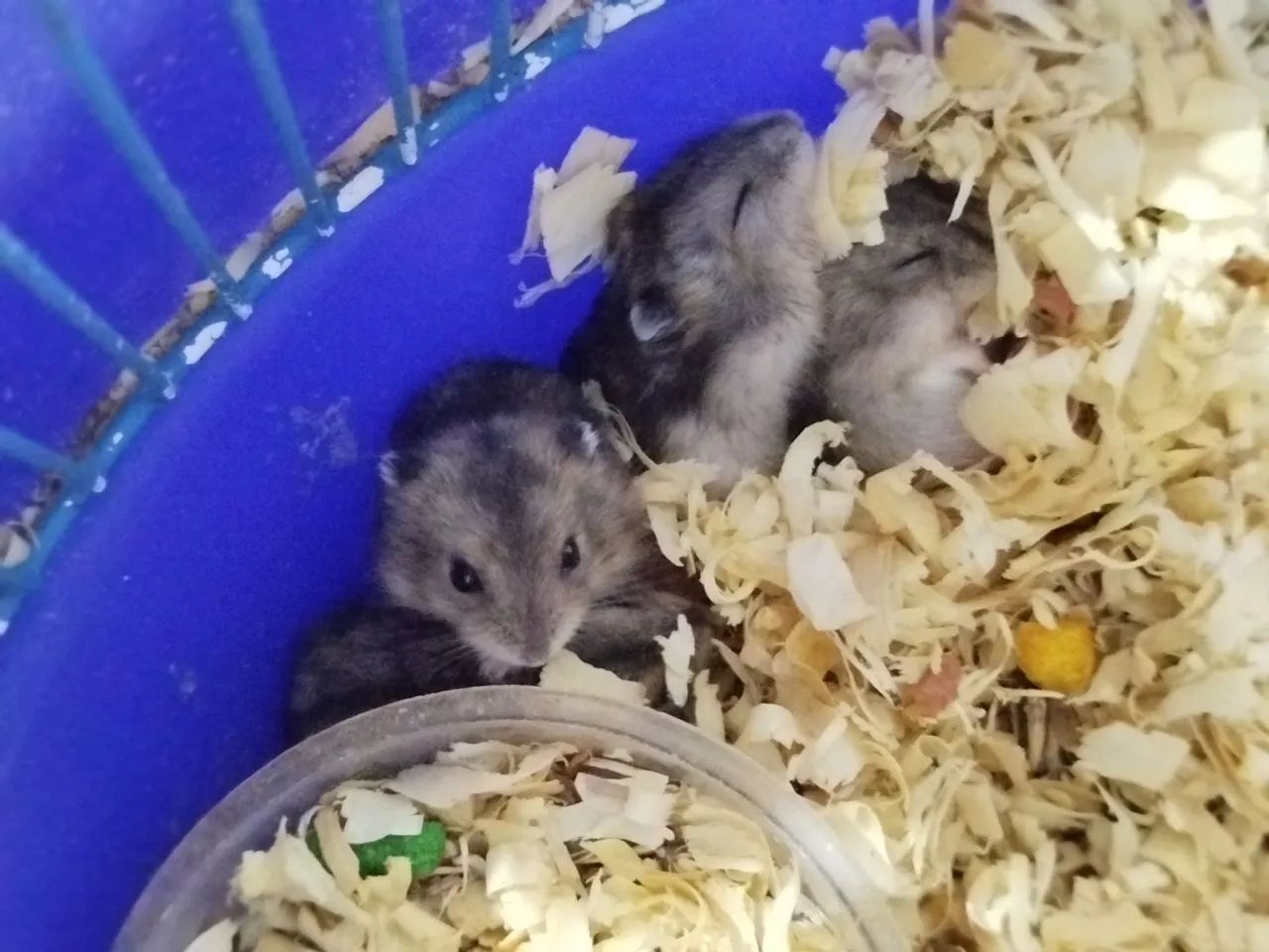 10 HAMSTER ANÃO RUSSO (REVENDA) - Foto 6