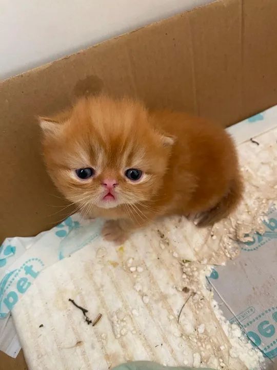 Gatinhos Persas - disponíveis para reserva  - Foto 4