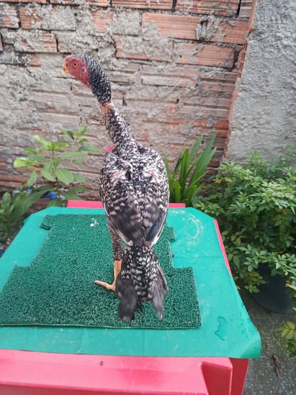 Frango assel bico curto  - Foto 2