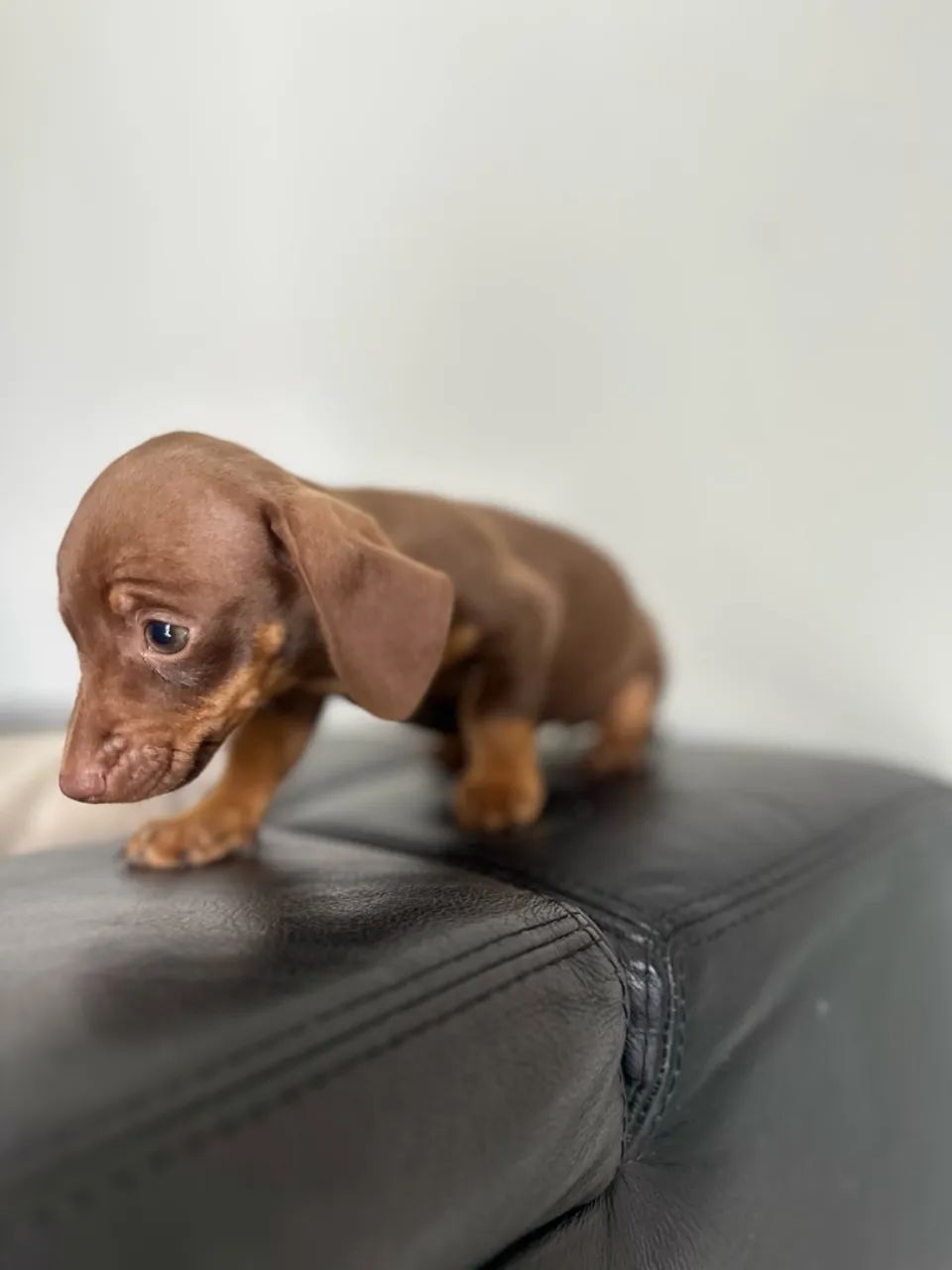 Fêmea Daschsund miniatura chocolate  - Foto 3