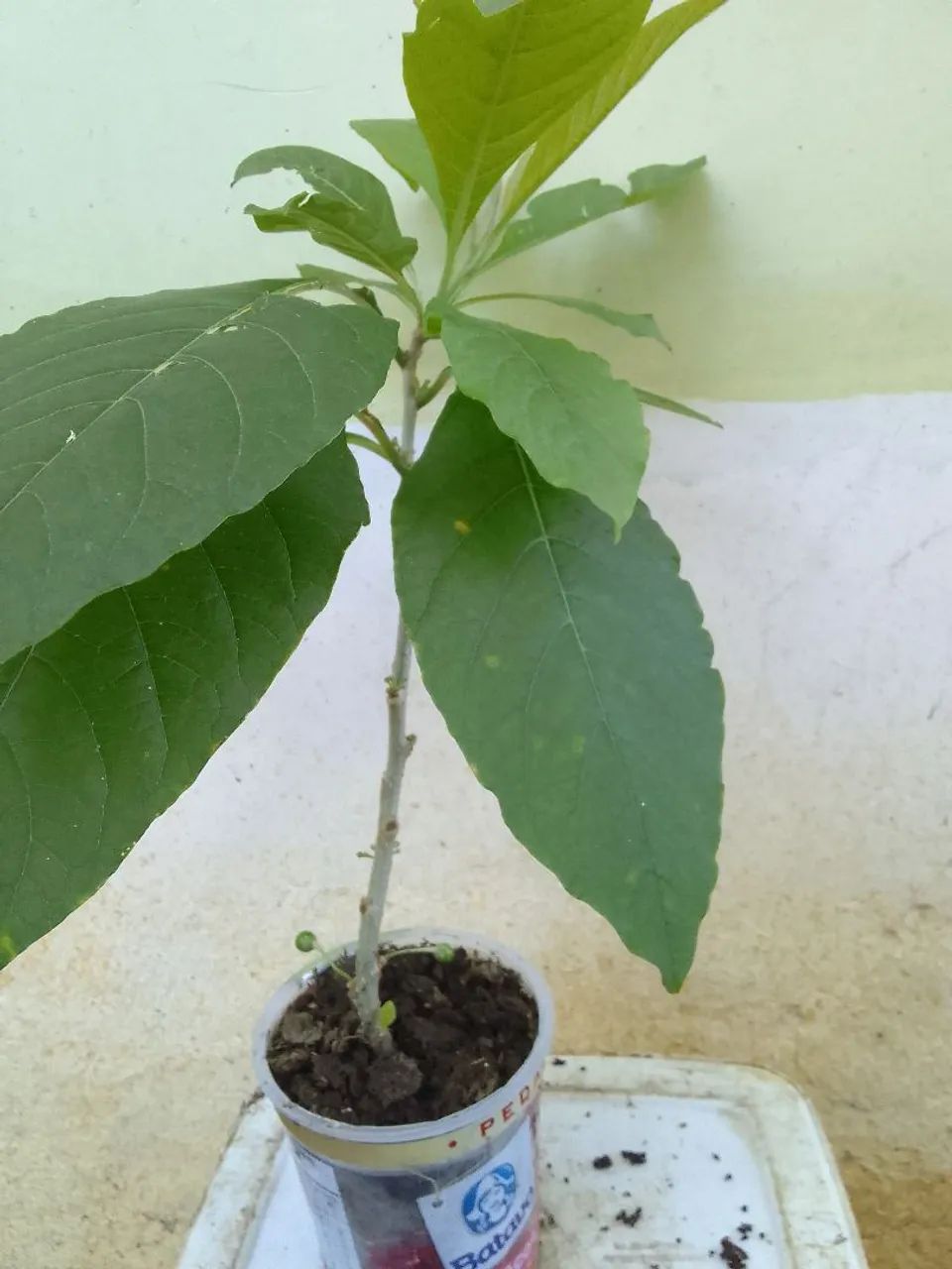 Mudas de Fruto da Sábia  - Foto 5