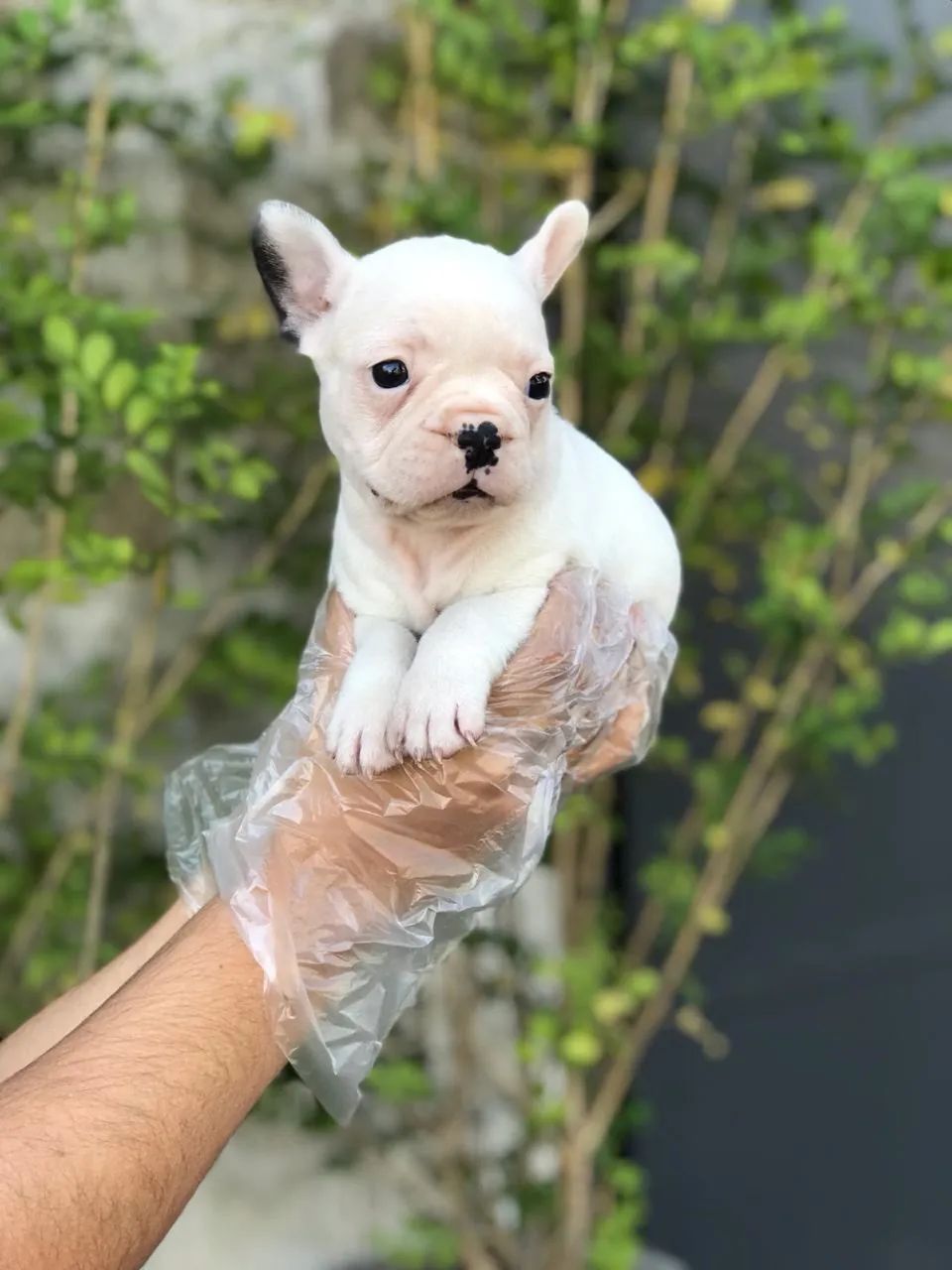 Bulldog frances macho branco com 54 dias vermifugado e vacinado