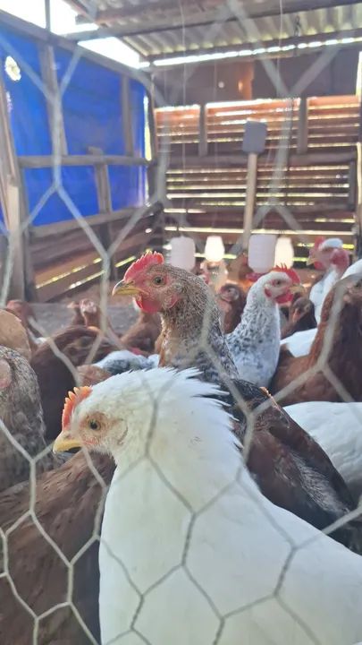 Vendo novogem ,embrapa 51, glc e caipirao 