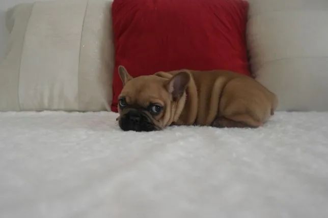 Filhote de Bulldog francês - Cor fulvo macho maravilhoso já vacinado- 11.9.49.33.76.34