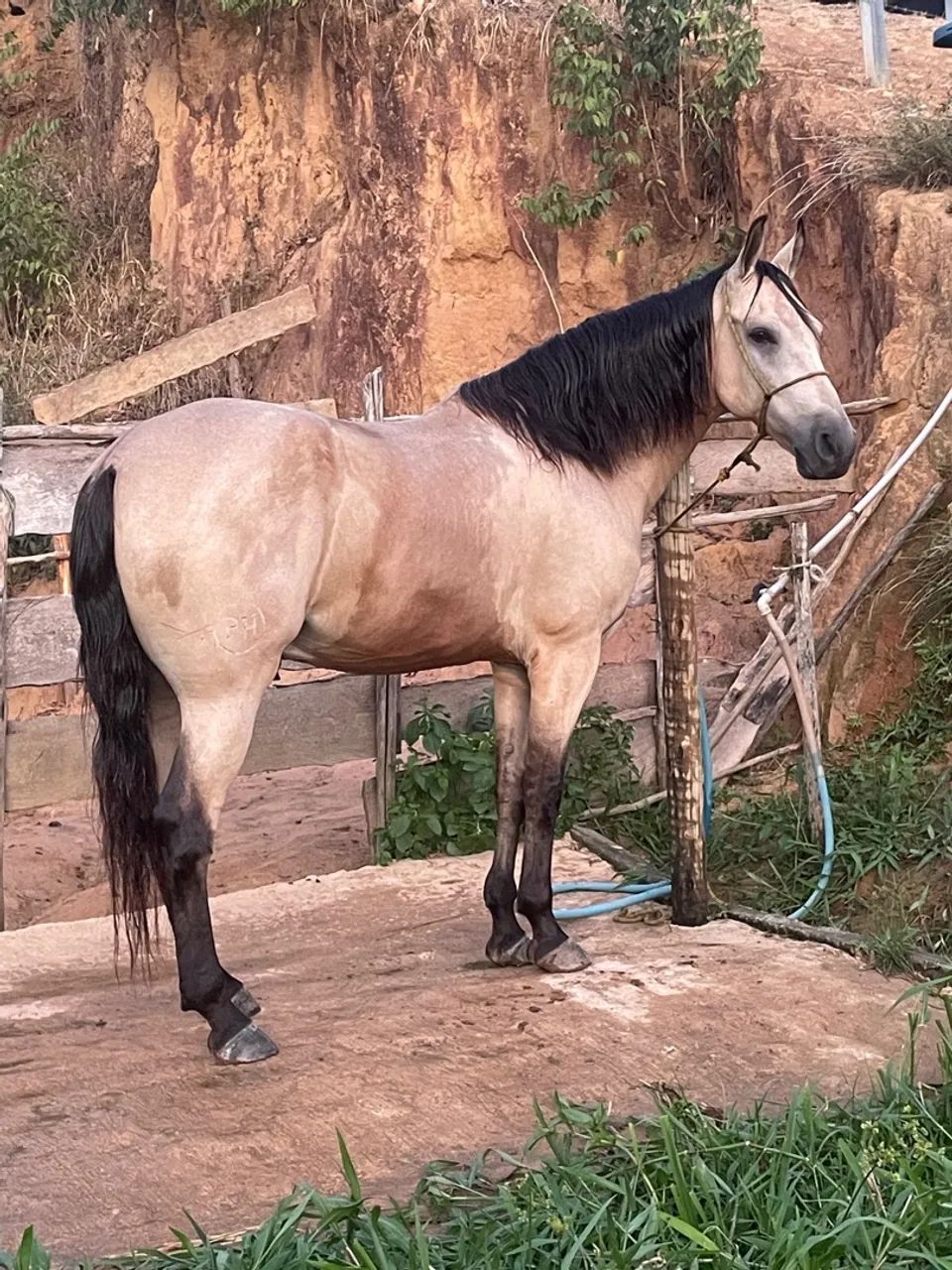 Cavalo Mangalarga Marchador - Foto 3