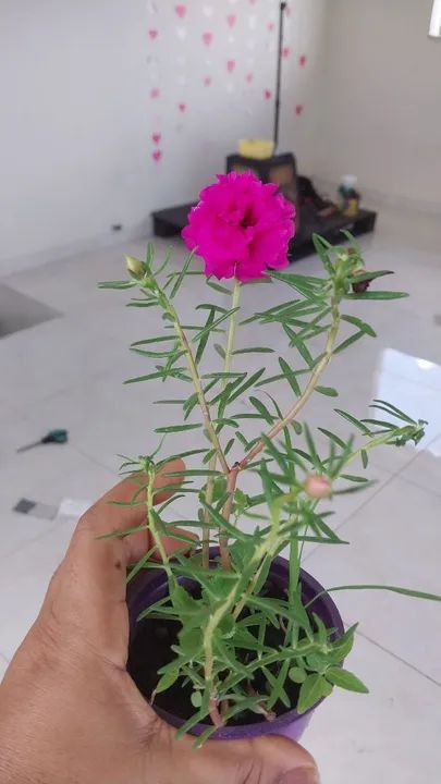 Onze horas dobrada grande - Foto 3