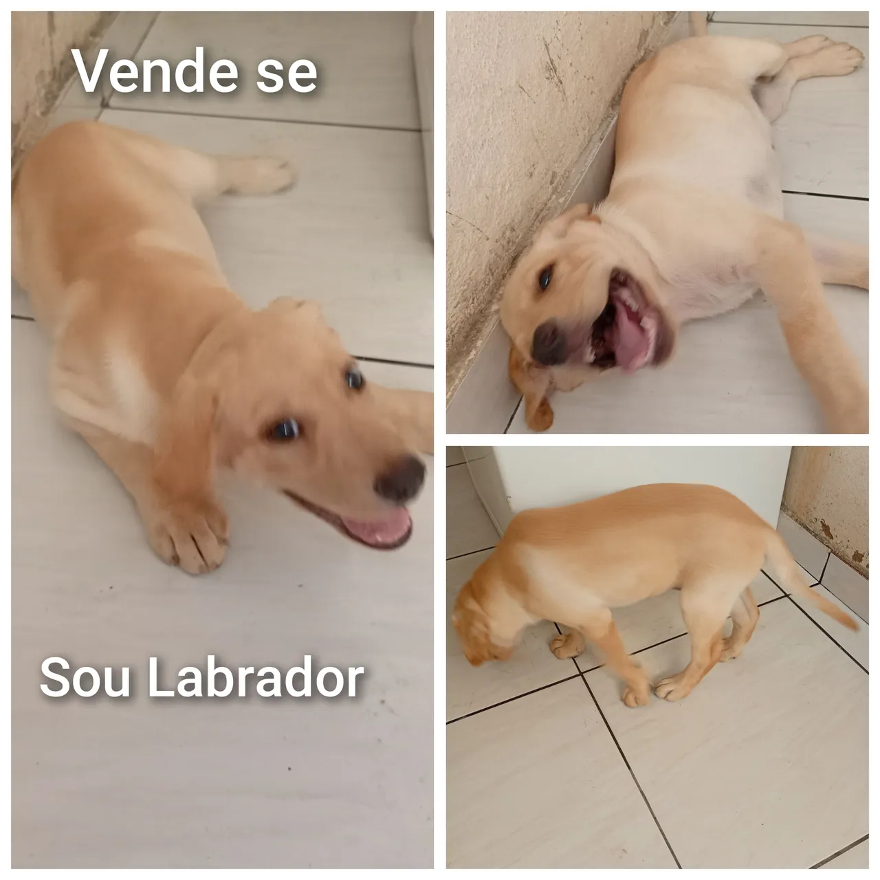 Labrador Filhote para Venda