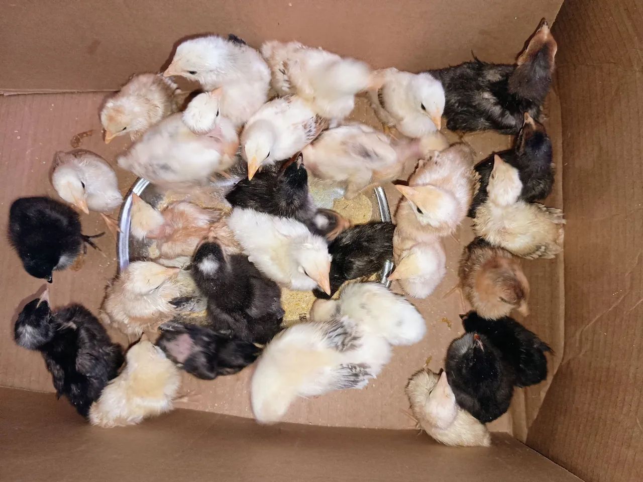 30 Pintinhos caipiras  - Foto 4