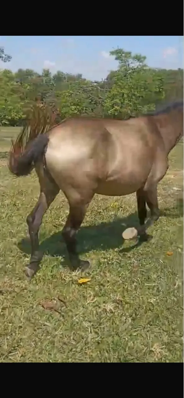 Égua mangalarga mineira