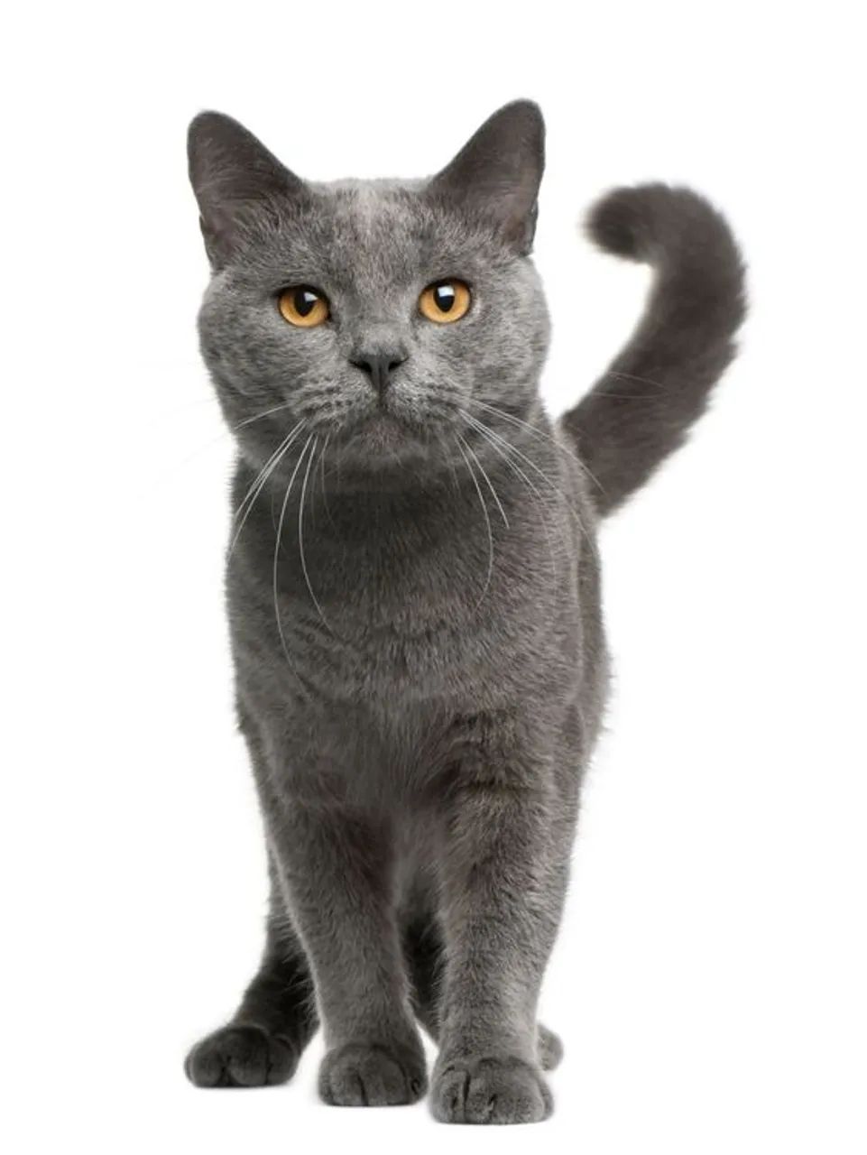 Gato Chartreux Macho