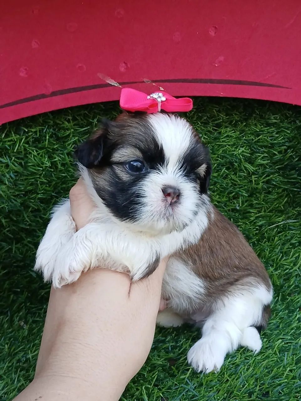 Shitzu femea mini - Foto 4