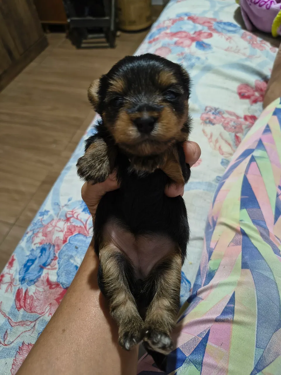 Filhote de Yorkshire Terrier