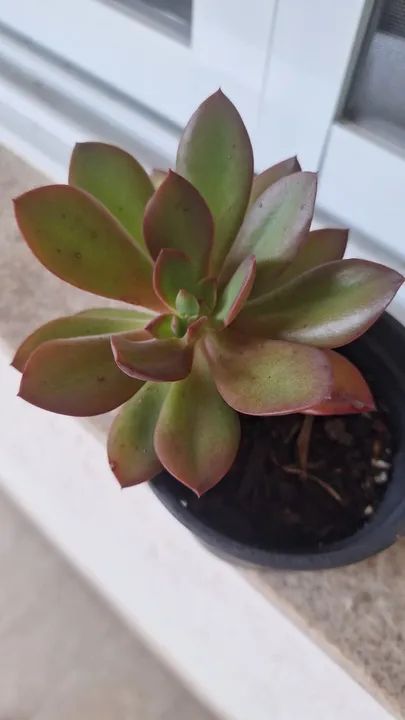 Suculenta Echeveria Hanaikada - Foto 2