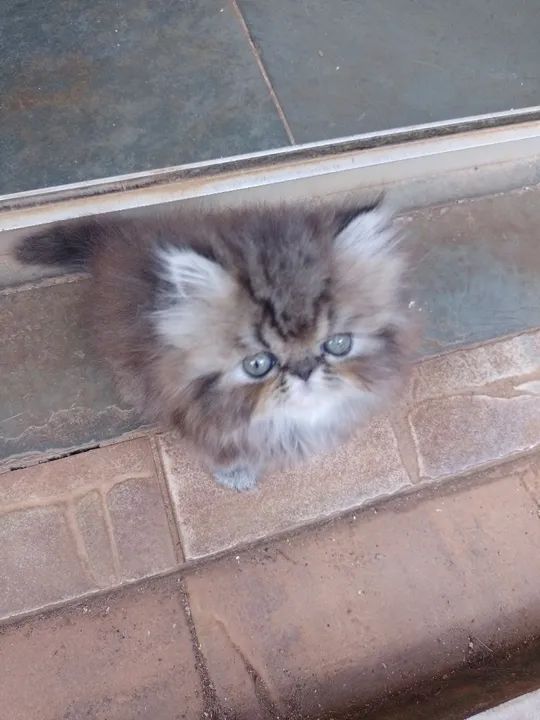 Vendo linda gatinha persa fêmea  - Foto 2