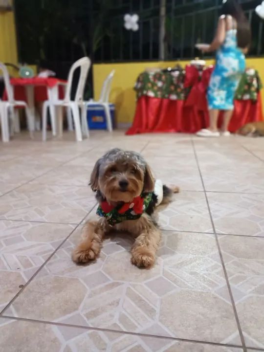 Yorkshire procurando namorada - Foto 4