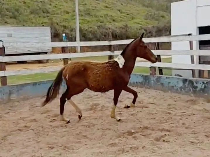 Potra luxo de pista 9 meses registrada 30 parcelas de R$ 400,00