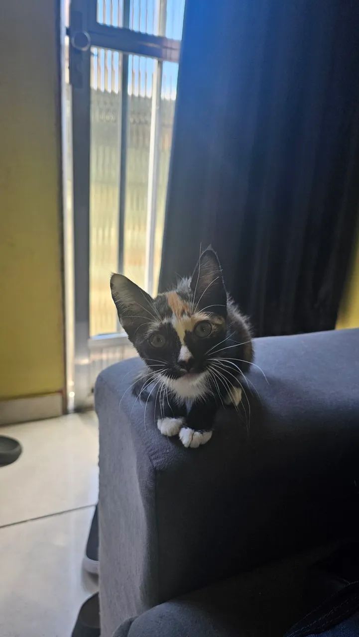 Doação Gata filhote - Foto 4