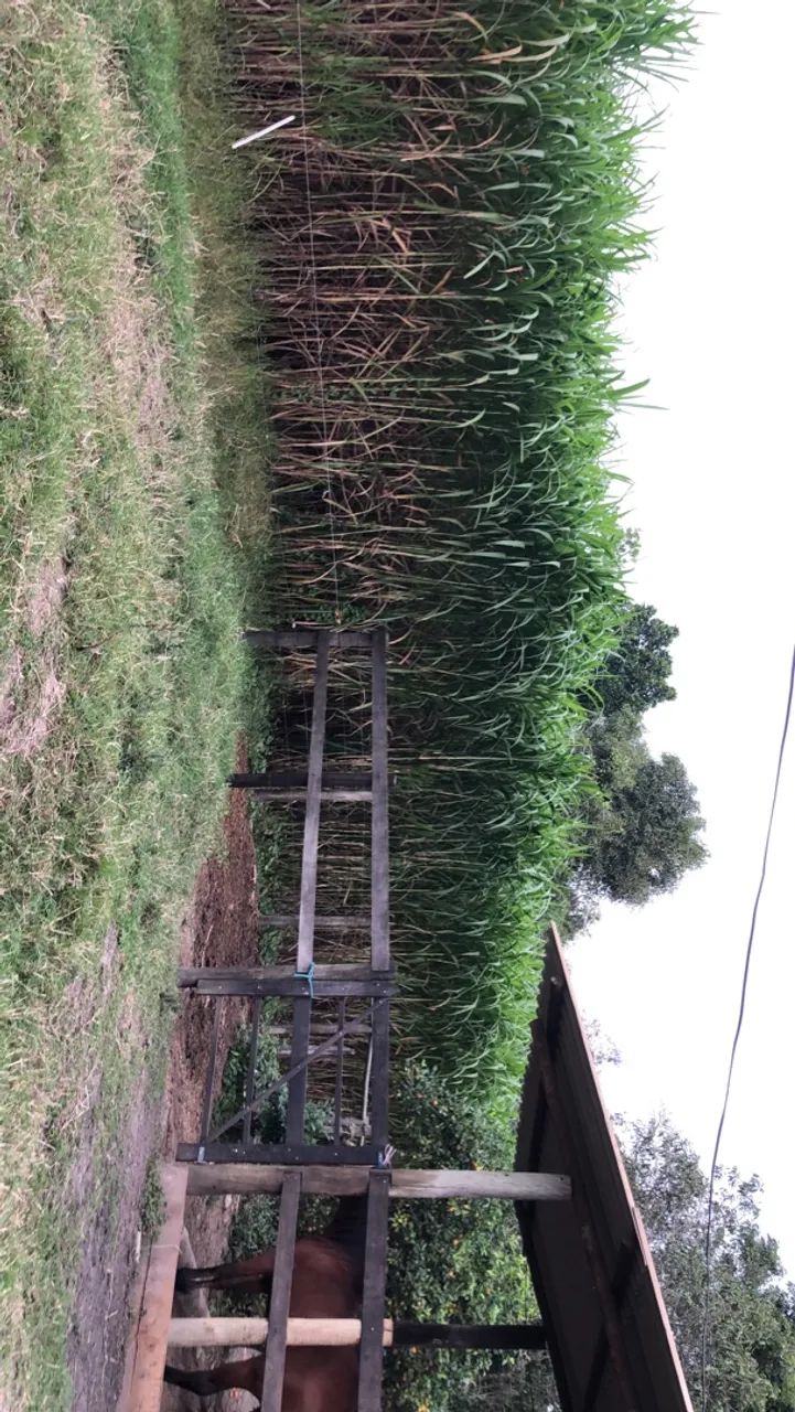 Mudas de BRS CAPIAÇU e BRS KURUMI Alta Produtividade - Foto 6