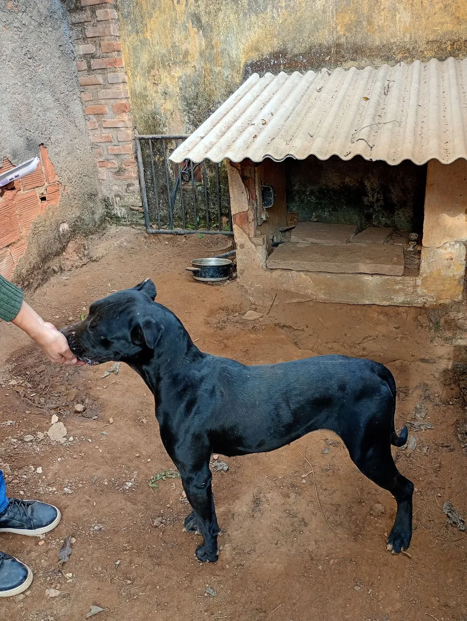 Fêmea de cane corso