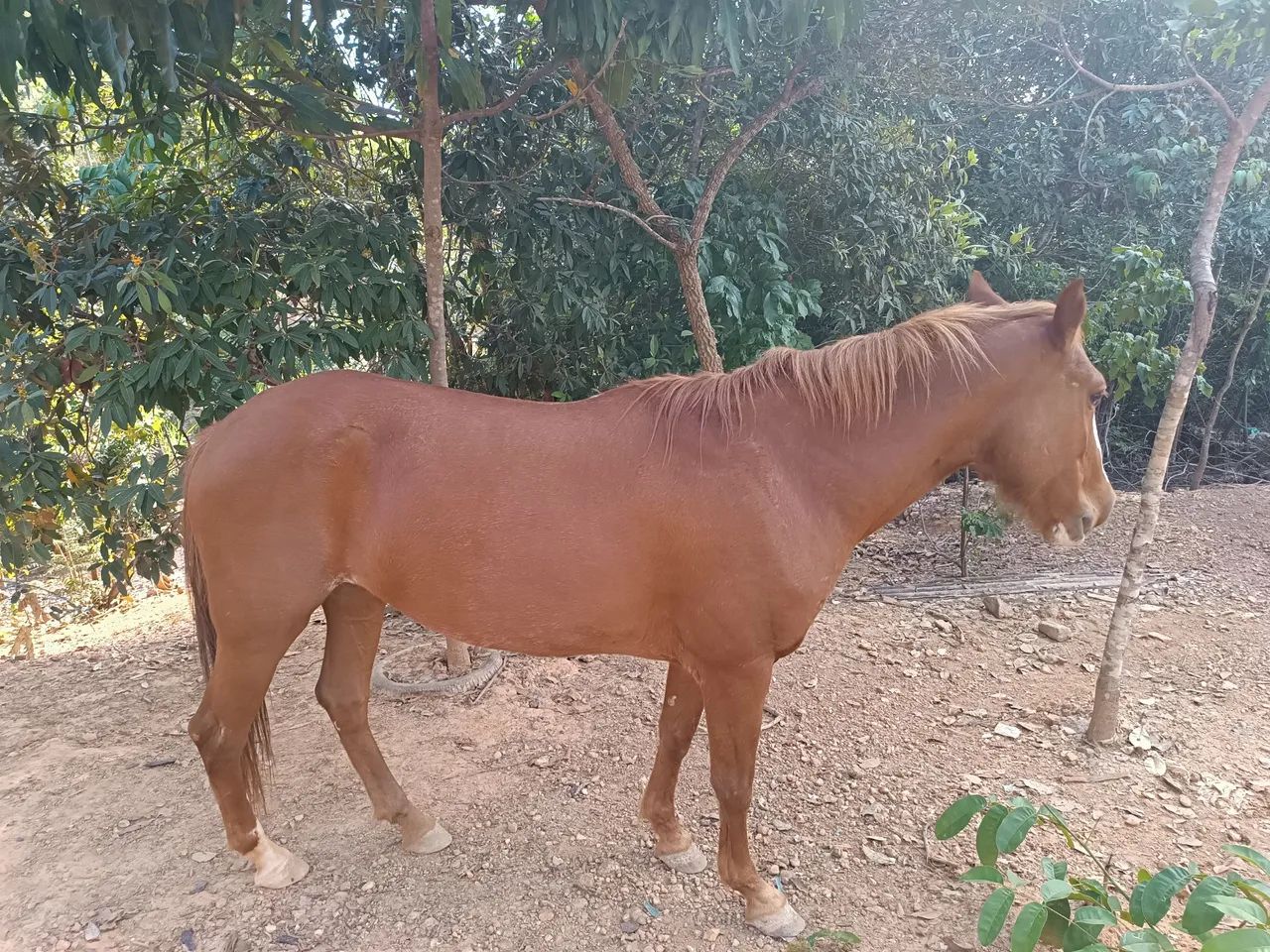 Égua castanho com mancha branca, 3.300.00 com uma cela australiana completa - Foto 2