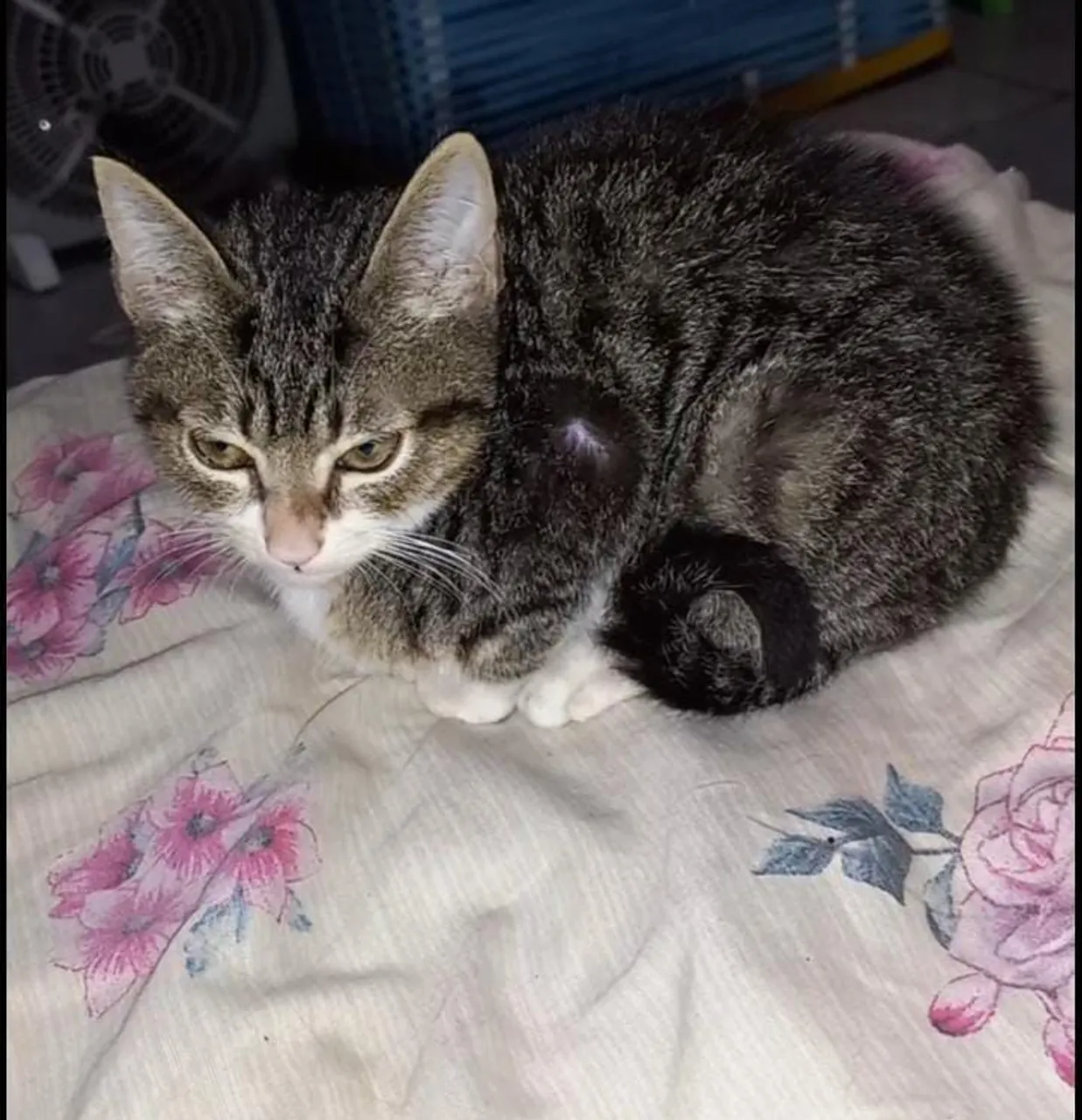 Gatinho macho para adoção