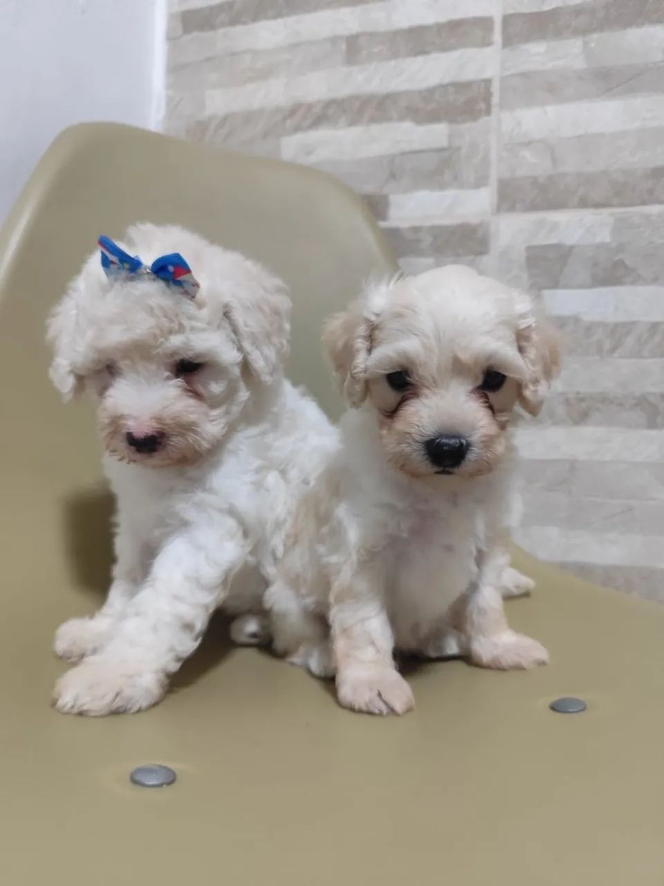 Casal de poodle  - Foto 5