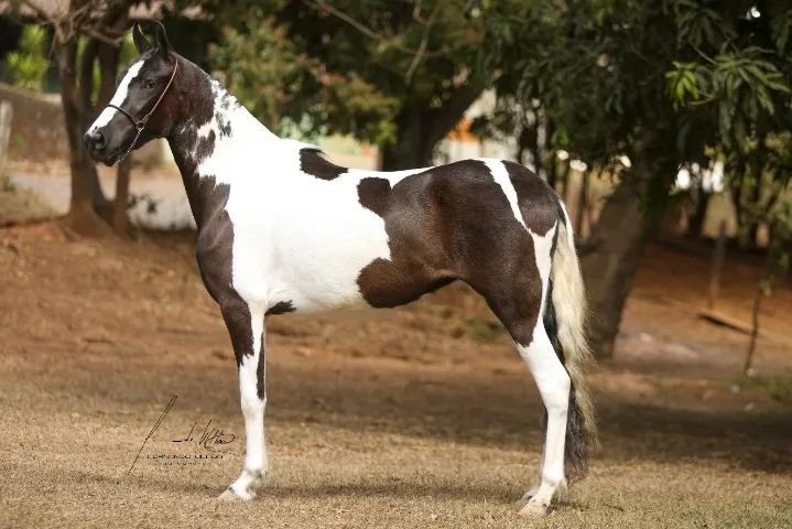 Cavalos Mangalarga Marchador, puro sangue, registrados e chipados-Parcelamos