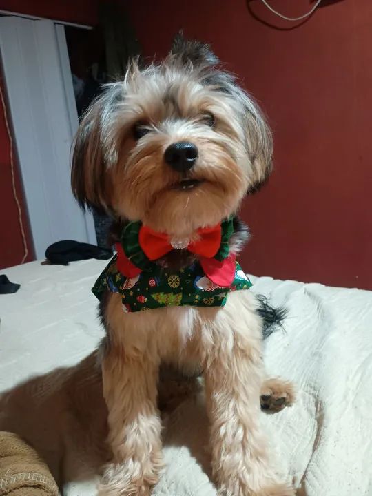 Yorkshire procurando namorada - Foto 3