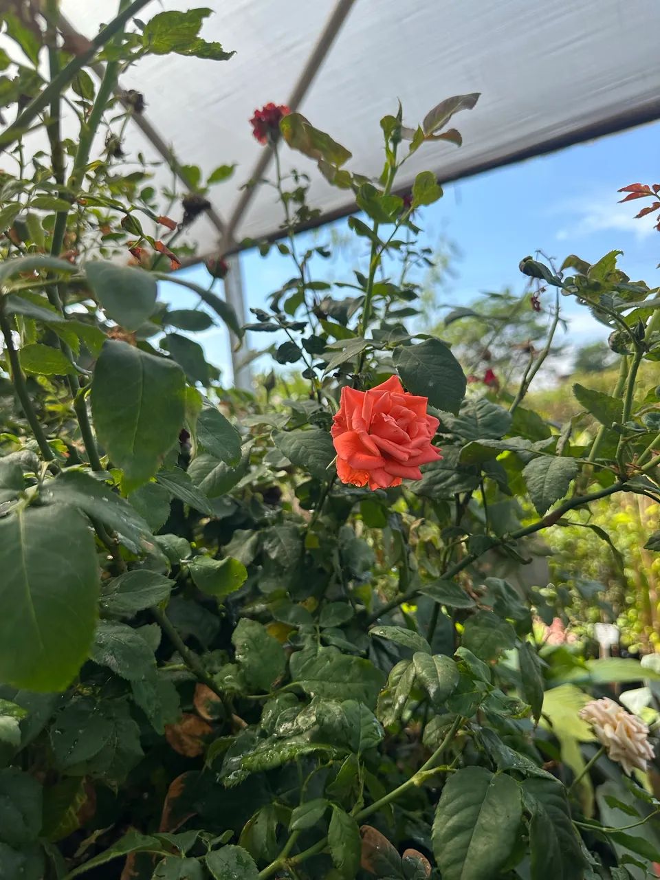 Muda de Roseira 