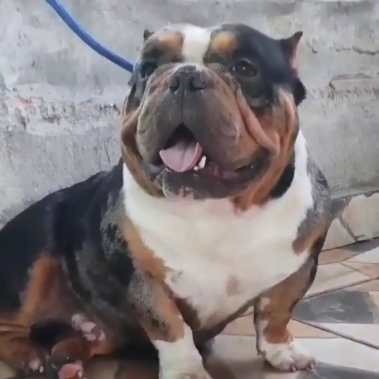 Filhote American Bully  - Foto 5