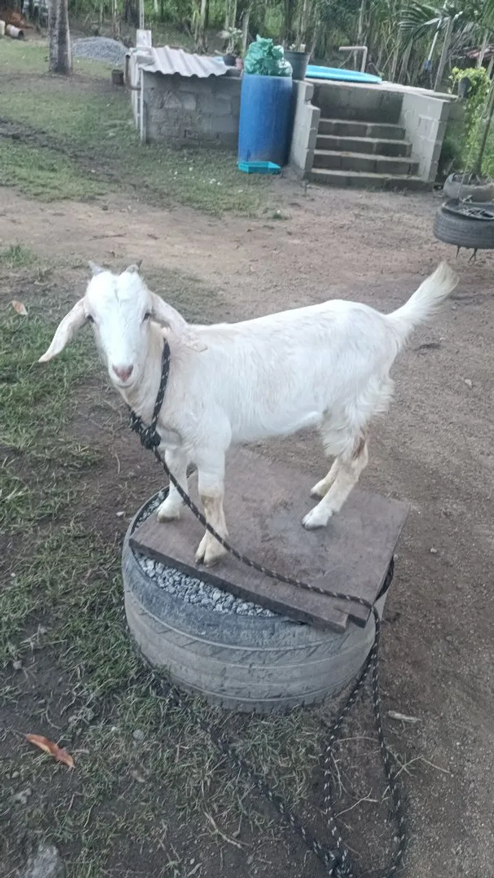 Cabra branca para venda