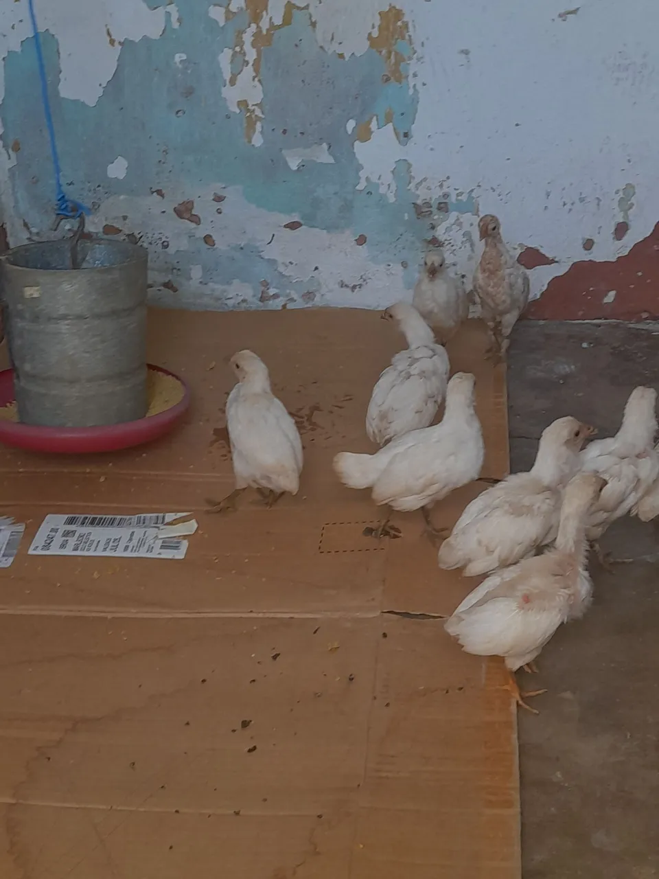 venda.ja tem 2 meses.sao 12  franguinhos da india machos e femeas 
