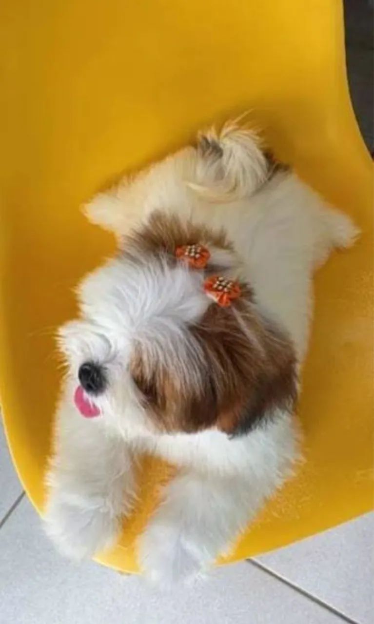 Shih Tzu fêmea Mini - Foto 2