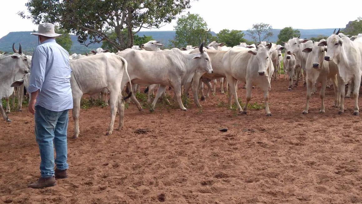 Fazenda 911 Hectares,=376,44 alqueires em Guiratinga Urgente - Foto 4