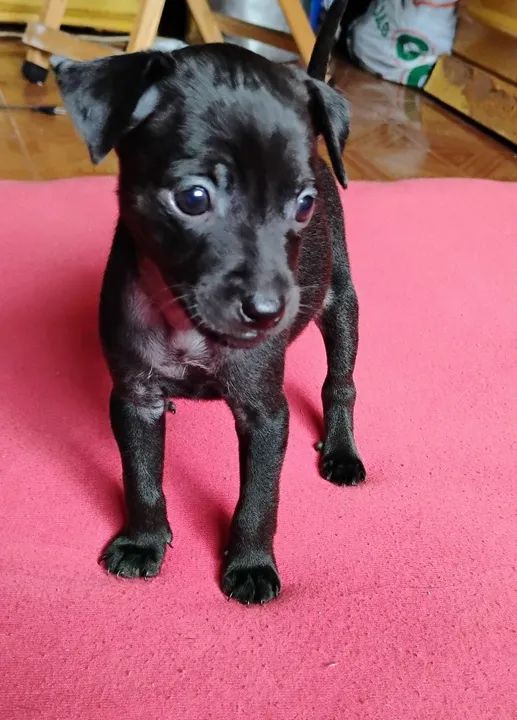 Filhotes de pinscher N °1   - Foto 2