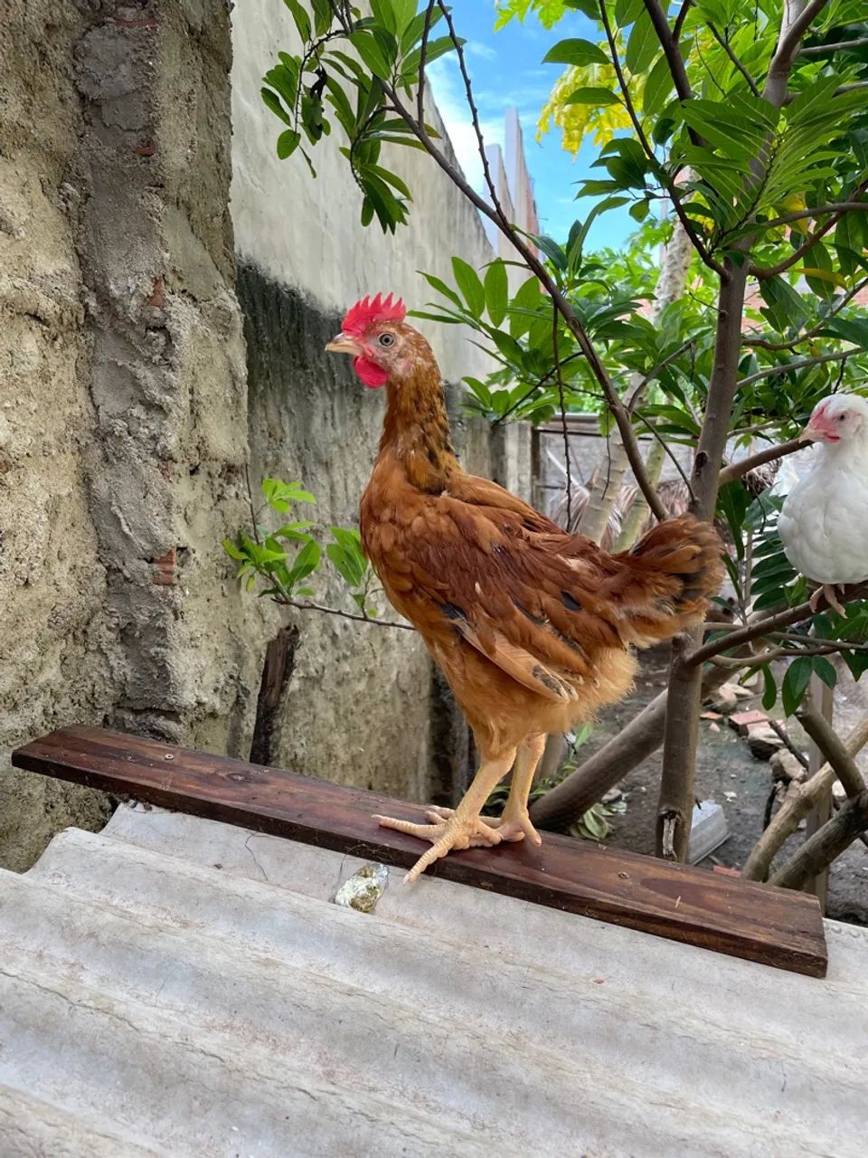 Pintos de galinhas sertaneja balão  - Foto 3