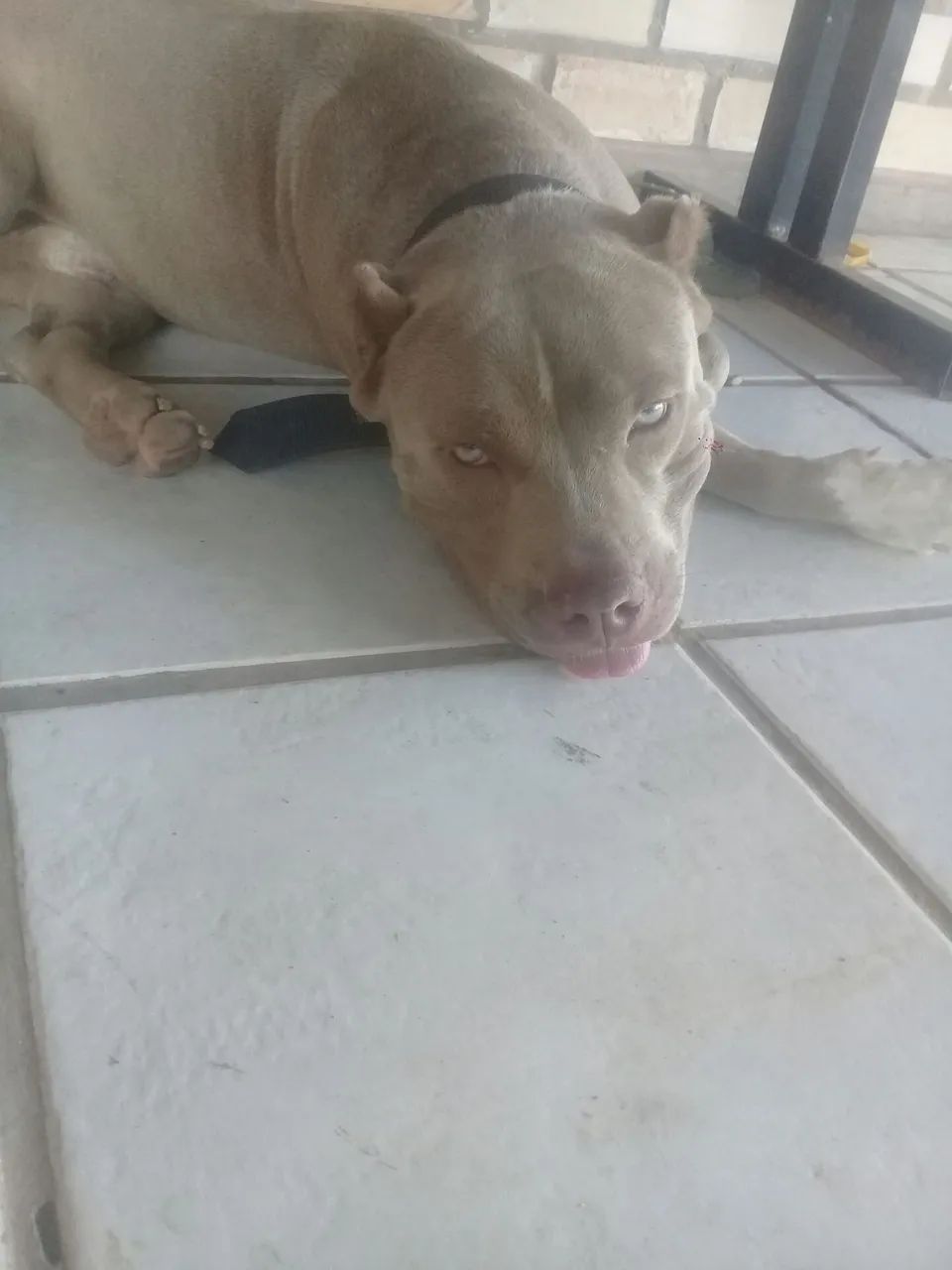 Pitbull 1 ano america buly - Foto 5