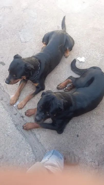 Filhotes Anápolis Goiás  - Foto 6