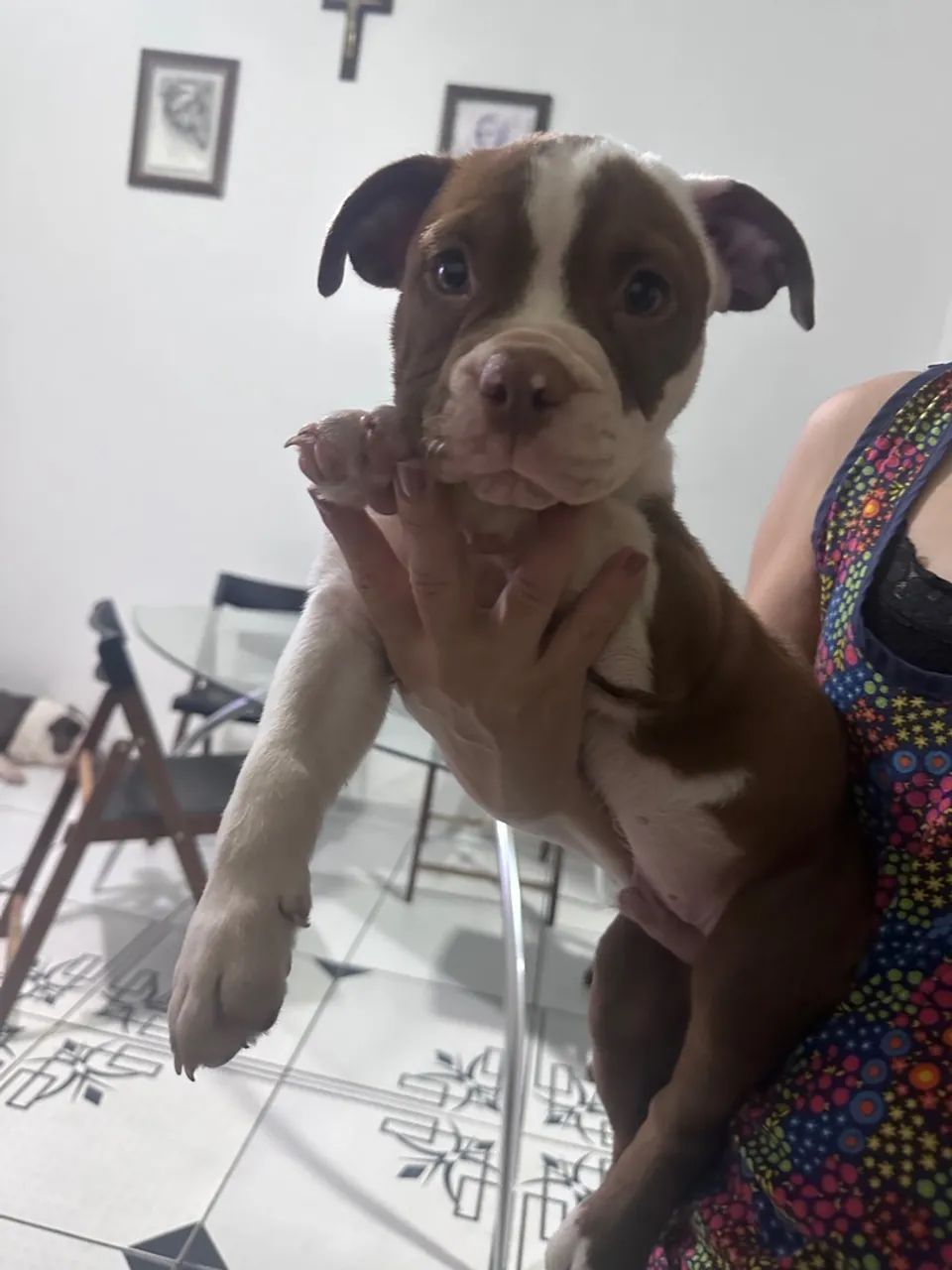 Filhote old inglês Buldog disponível  - Foto 5