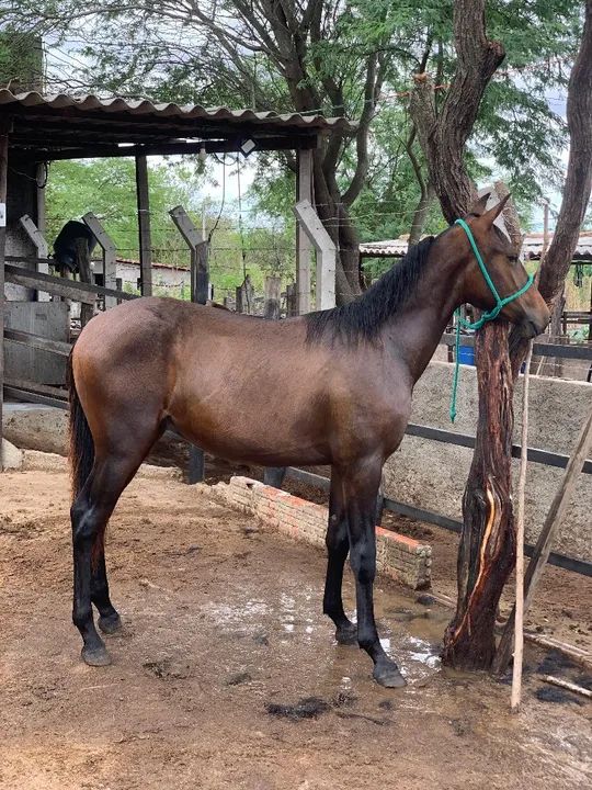 Potro MM, registrado.