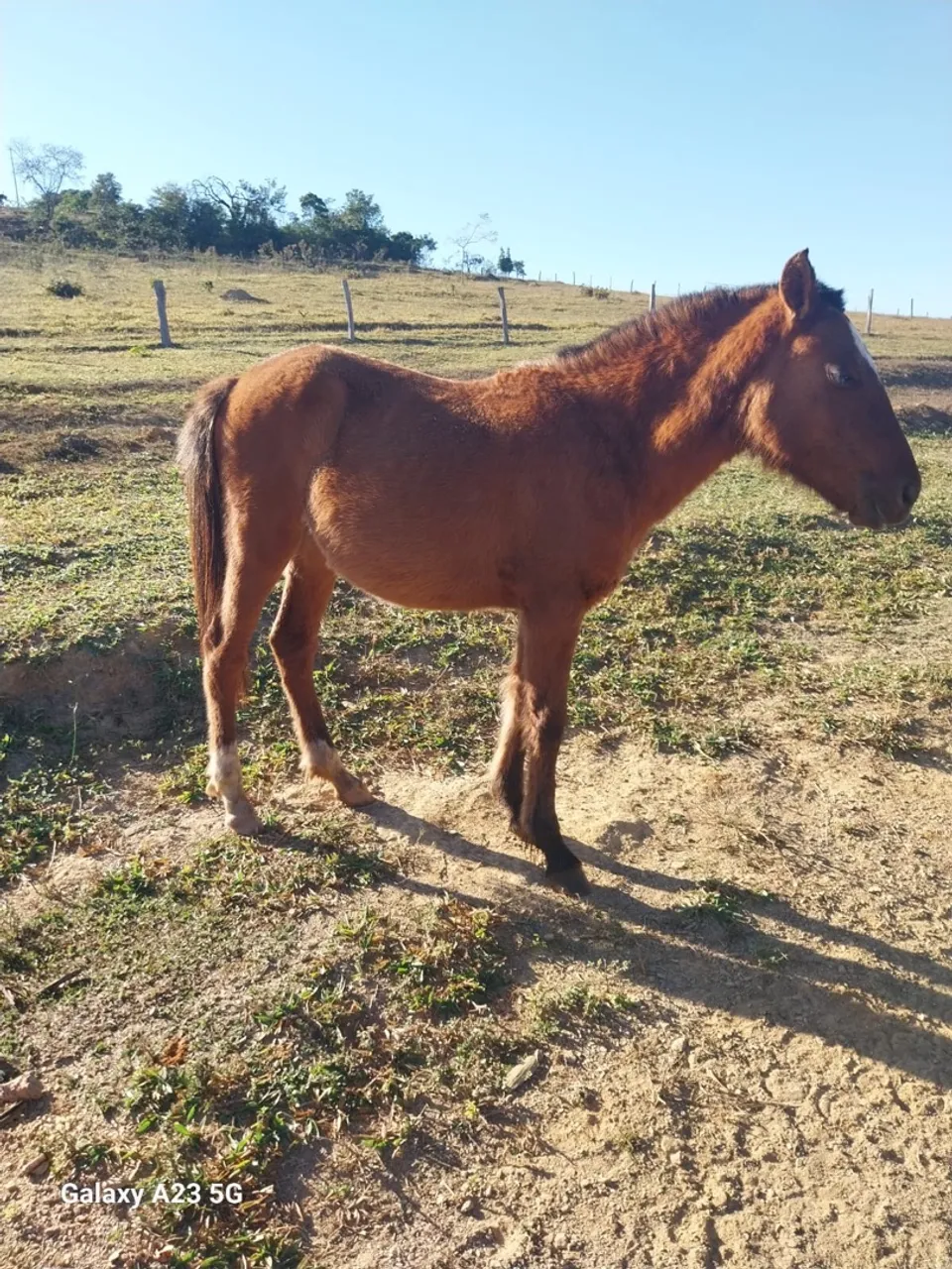 2 cavalos e uma potra