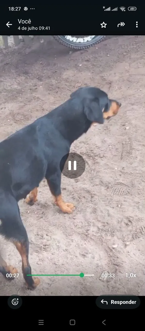 Filhote de Rottweiler
