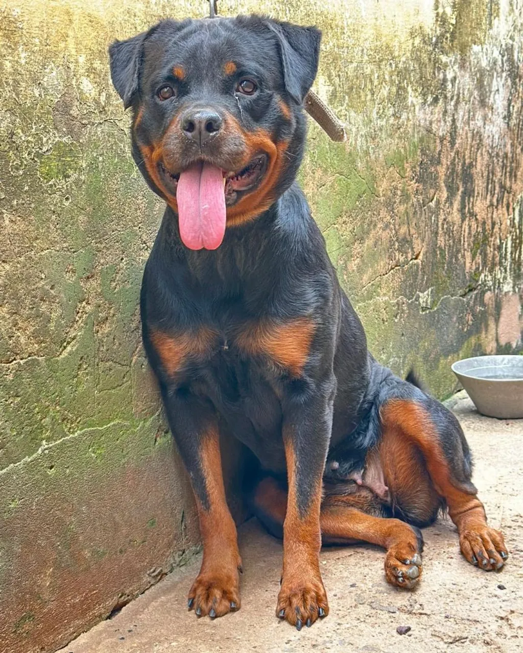 Rottweiler - Cão de Guarda e Companhia