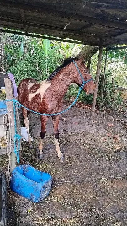 Cavalo poutro pampa  - Foto 2