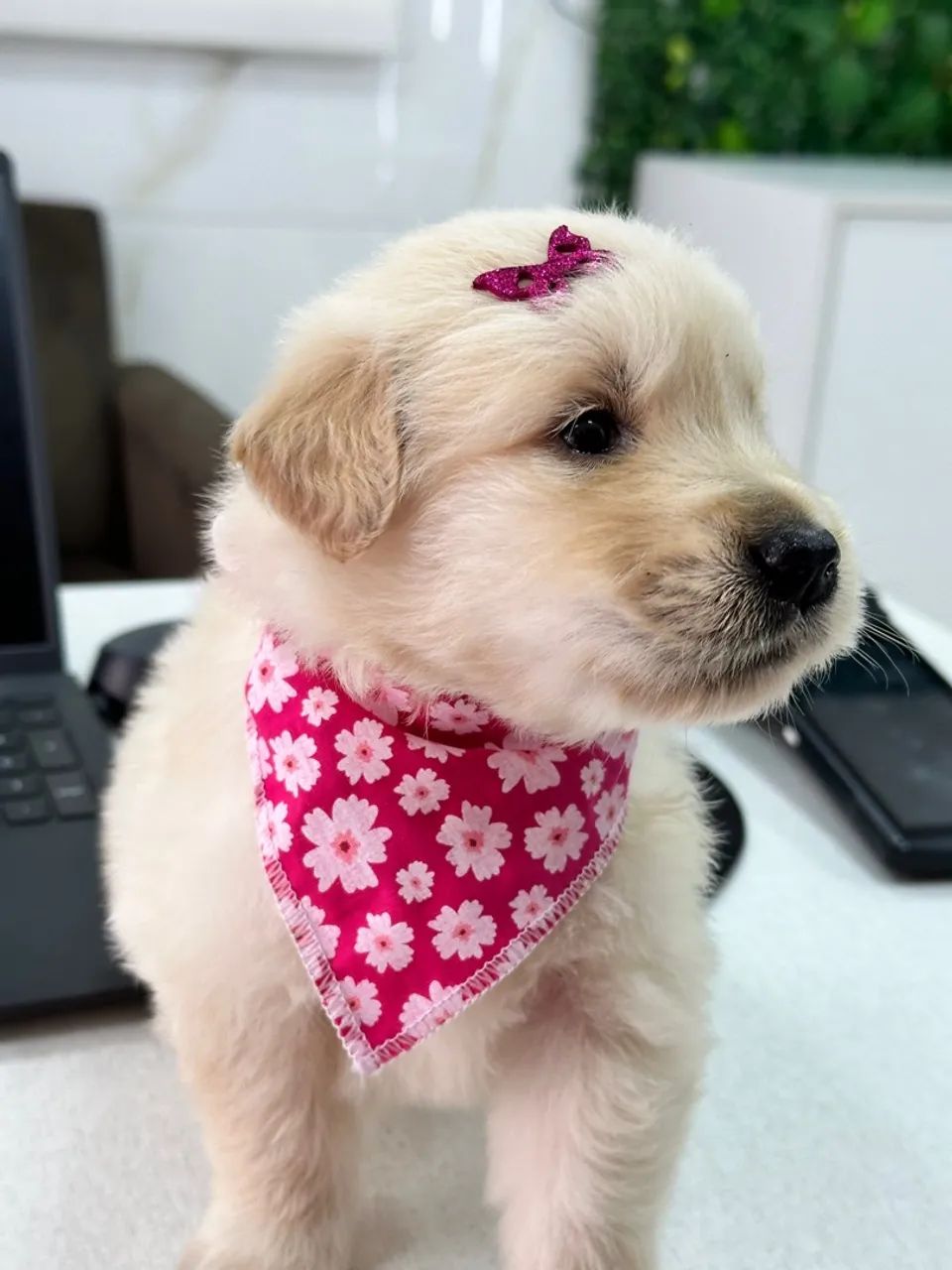 Filhote de Golden Retriever Charmoso