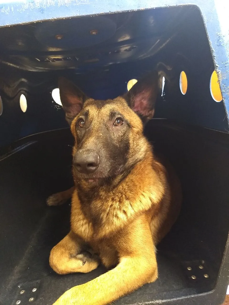 Filhote de Pasttor belga malinois